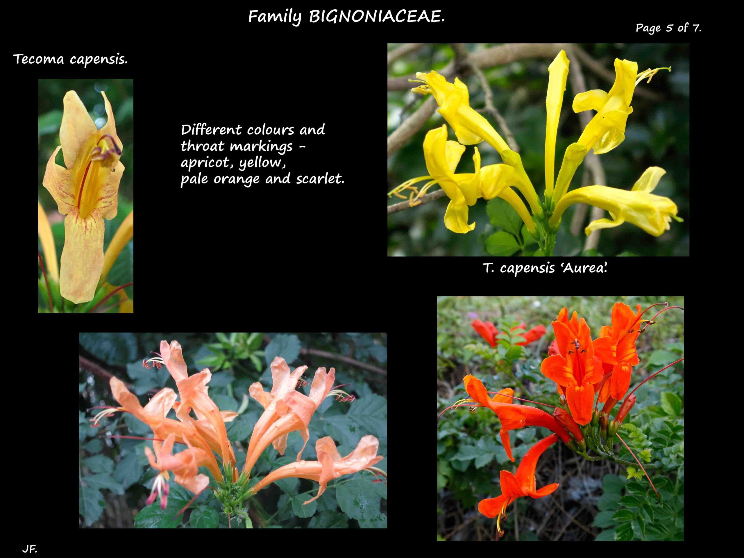 5 Tecoma capensis flower colours